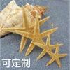 鲜花装饰 天然海螺贝壳 永生花海星装饰 3.5-8CM海星