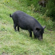 藏香猪幼崽种猪纯种藏香猪活苗猪仔小猪生态黑猪散养跑山猪土猪