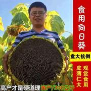 大田专用高杆向日葵 种子 蔬菜种子美国食葵种子 太阳花