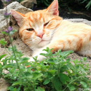 盆栽猫薄荷种子苗可食用幼苗，猫草留兰香柠檬种植四季草种孑子种