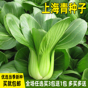 上海青种子油菜种籽四季青菜青梗菜籽阳台种菜盆栽庭院蔬菜种子孑