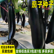 黑钸莉茄子种子紫黑长茄子种籽四季盆栽家庭种植春夏季蔬菜种子孑