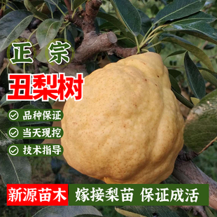 丑梨树苗嫁接秋月梨黄梨苗，盆栽果树苗地栽南北方庭院种植当年结果