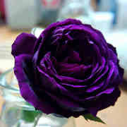 品种月季苗大花浓香皇宫紫黑的包子玫瑰花苗四季开水果香味
