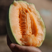 新疆哈密瓜新鲜水果当季整箱哈蜜瓜原产地网纹西洲蜜瓜25一箱