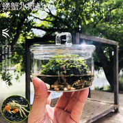 生态瓶辣椒蟹微景观水生陆生莫斯苔藓植物创意玻璃懒人植螃蟹缸