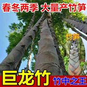 大型巨龙竹楠竹种子食用竹笋种子四季庭院室外种植巨龙竹竹子种子