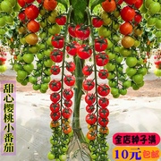 超甜心樱桃小番茄种子圣女果西红柿盆栽庭院春秋四季播水果种孑籽