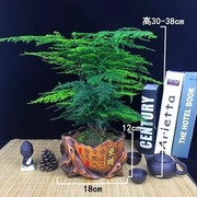 文竹盆栽云竹绿萝发财树，栀子花吊兰花卉绿色植物室内四季水培盆栽