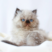 纯种喜马拉雅猫长毛猫重点色蓝眼波斯猫幼猫深圳猫舍活体宠物猫咪