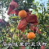 小杨家石头缝里的丑沃柑云南高原水果现摘当季不打蜡放心吃5斤8斤