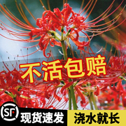 彼岸花种球曼珠沙华花种，曼陀罗种子红花，石蒜花盆栽室内外四季花卉