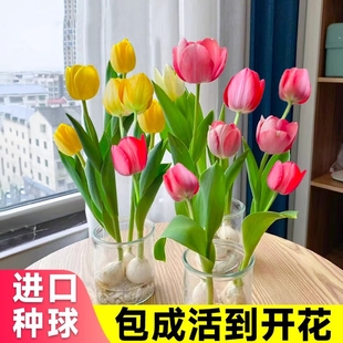 郁金香种球盆栽水培植物，室内百合花种四季开花好养活水仙花卉鲜花