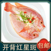 红石斑鱼新鲜大鸡眼鱼速冻红星斑特大去内脏红鲷鱼免处理