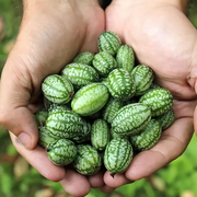 拇指西瓜种子迷你水果庭院小西瓜，种籽四季春季盆栽，阳台农家蔬菜孑