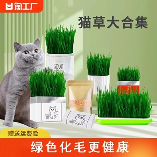 猫草盆栽化毛草种子非已种好懒人，小麦种子猫咪零食品水培营养种植