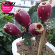 食用仙人掌盆栽多肉植物，仙人掌果苗果，树苗野生仙人掌果养生美容