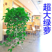 绿萝盆栽室内花除甲醛超大绿箩长藤净化空气植物客厅垂吊新房