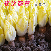 金玉兰(金玉兰)菜籽白玉兰种子软化菊苣，种子籽四季阳台蔬菜黄芽菜种孑食用
