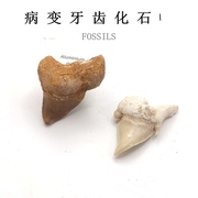 天然海洋生物鲨鱼牙齿化石病变牙齿化石原石地质科普教学标本收藏