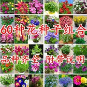 花种子四季易活组合套餐阳台，盆栽多种花籽，多年生播种室内花卉种子