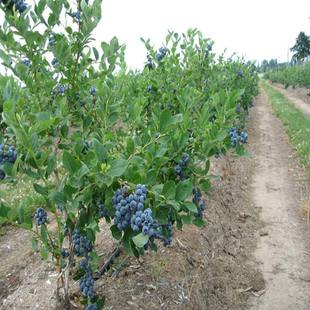 蓝莓树苗蓝梅果苗地栽盆栽蓝莓，苗南北方种植品种，当年结果水果树苗