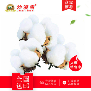 新疆特级长绒散棉花棉絮100%纯天然手摘植物精梳棉被褥填充物