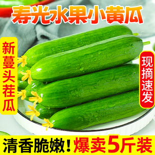 寿光蔬菜水果黄瓜生吃脆新鲜5斤青瓜荷兰当季无刺小黄瓜现摘