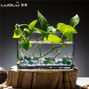 水培植物玻璃瓶长方形，桌面绿萝富贵竹花盆水培，花卉花瓶鱼缸器皿