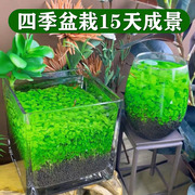 水草种子生态玻璃瓶真植物，种籽盆栽套餐，水培绿植装饰草缸鱼缸造景