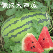 懒汉王西瓜种子 特大巨型 超甜早熟 超大懒人易种 春播蔬菜水果籽