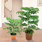 观叶幸福树盆容易绿植，室内办公室大型盆栽植物客厅