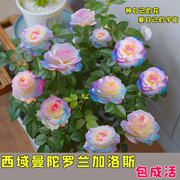 稀有品种浓香型四季开花玫瑰老桩盆栽花卉室，内外观花月季