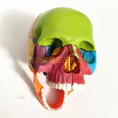 小型彩色拆分颅骨模型 拆装头骨模型 15部分可拆解骷髅头模型
