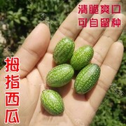 拇指西瓜种子迷你小西瓜种籽四季阳台盆栽水果春季秋小蔬菜种孑