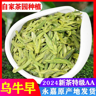 2024年乌牛早茶新茶龙井茶嫩芽，茶叶250g浓香型，永嘉特级温州乌牛早