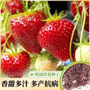 奶油草莓种子盆栽四季结果耐寒热庭院阳台易活易植水果草莓种子籽