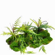 仿真小绿植造景组合假植物花艺角，室内苔藓塑料花草高级仿真花装饰