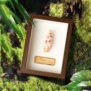 天然贝壳海螺相框装饰画摆件，家居创意植物，桌面节日生日礼物