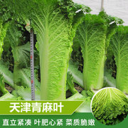 天津大青麻叶白菜种子，高帮直筒包心高产抗病春秋蔬菜种籽四季