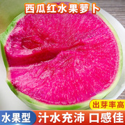 西瓜红水果萝卜种籽甜脆超甜多汁绿皮红心水果萝卜盆栽蔬菜种子孑