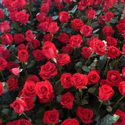 玫瑰种子散装 红刺玫红玫瑰花种籽子 四季播种植大花室内花卉种籽