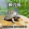剃龟麝香龟乌龟宠物龟观赏龟屋顶剃龟苗深水蛋龟宠物龟