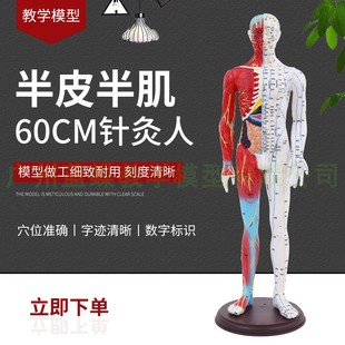 半皮半肌肉解剖60cm人体穴位，模型反射区经络，按摩男女超清晰针灸