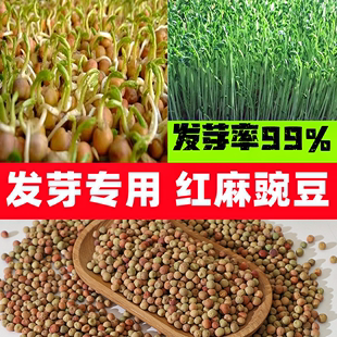 芽苗菜红麻豌豆苗种子无土栽培豌豆尖室内阳台四季水培蔬菜种子