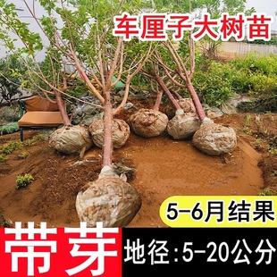 特大车厘子树苗樱桃树苖南北方，四季种植盆栽地栽庭院嫁接果树果苗