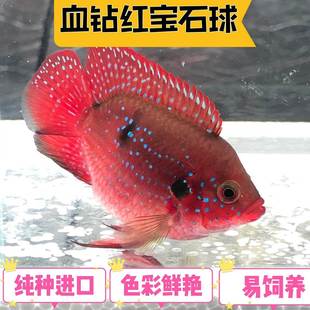 血钻红宝石鱼热带观赏鱼三湖慈，鲷鱼活体淡水鱼，尺寸5-6cm1条5.8元