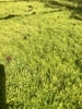 佛甲草苗屋顶绿化草皮坪金叶黄金佛甲草万年草景天过路黄常青植物