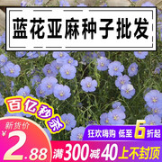 蓝花亚麻花种子四季易种阳台庭院室内外垂吊花卉盆栽植物吊兰花籽