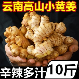 云南小黄姜10斤新鲜农家自种生姜仔姜嫩姜老姜汁月子姜沙姜